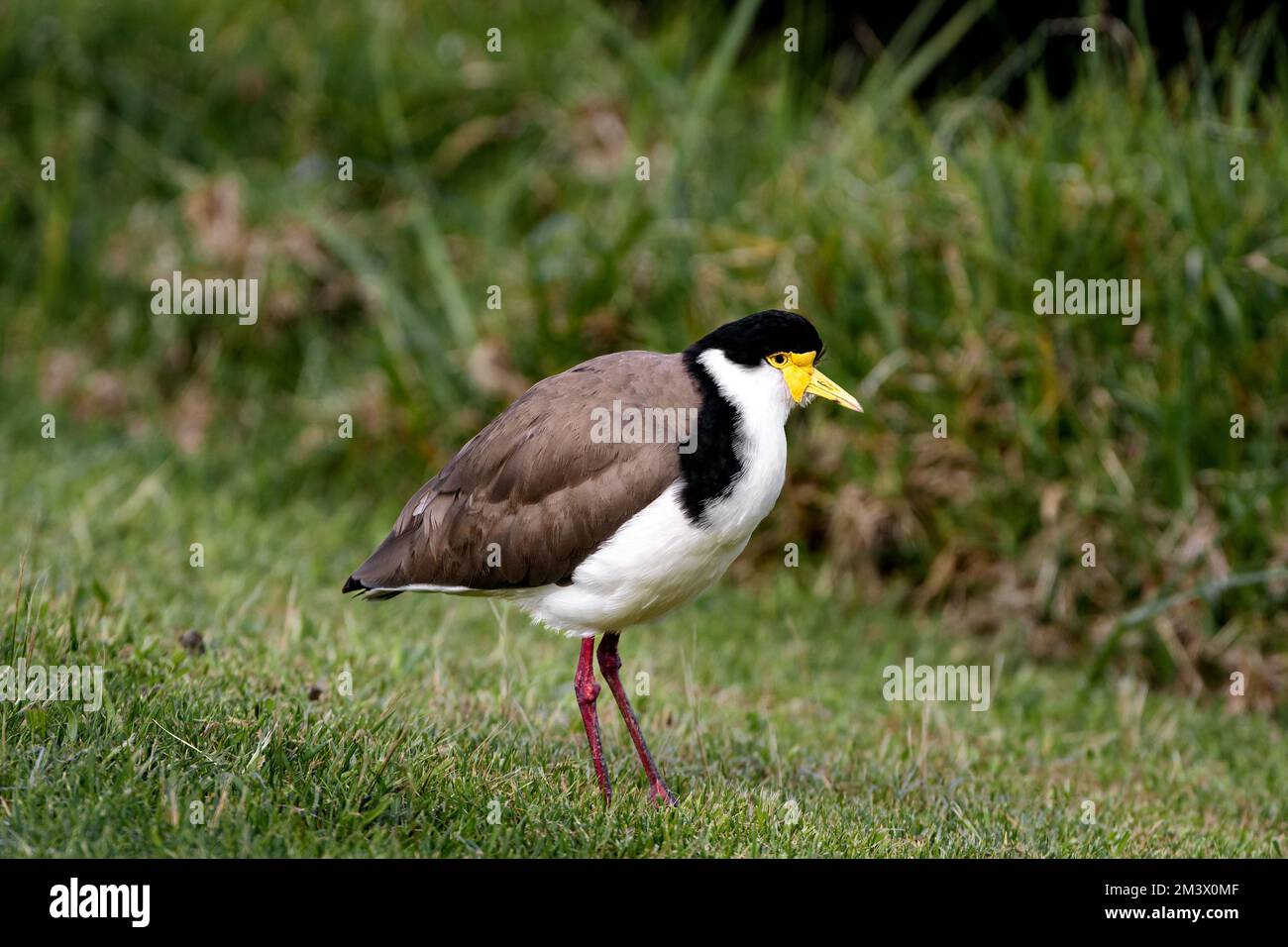 Mascherato Lapwing foraging sul terreno. Foto Stock