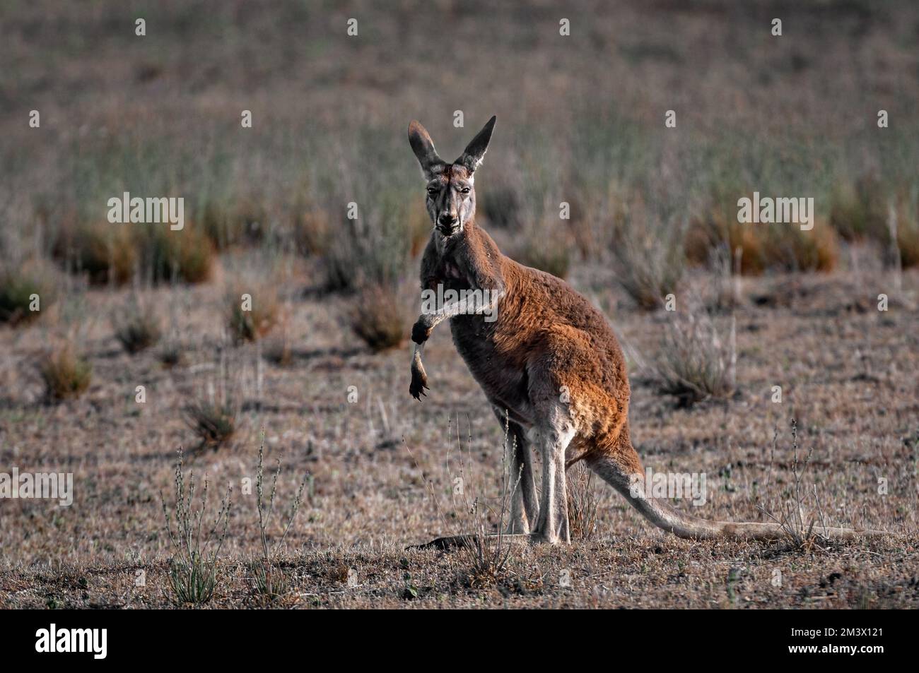 Canguro rosso nel deserto dell'Australia centrale. Foto Stock