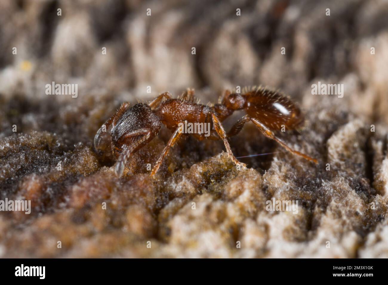 Ant Leptothorax acervorum lavoratore su legno morto. Powys, Galles. Aprile. Foto Stock