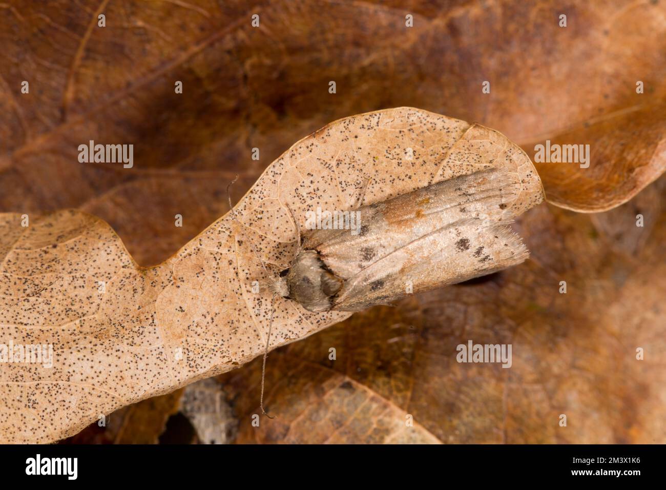 Falce di Nycteoline (Nycteola revayana) adagiata tra foglie di quercia. Powys, Galles. Maggio. Foto Stock