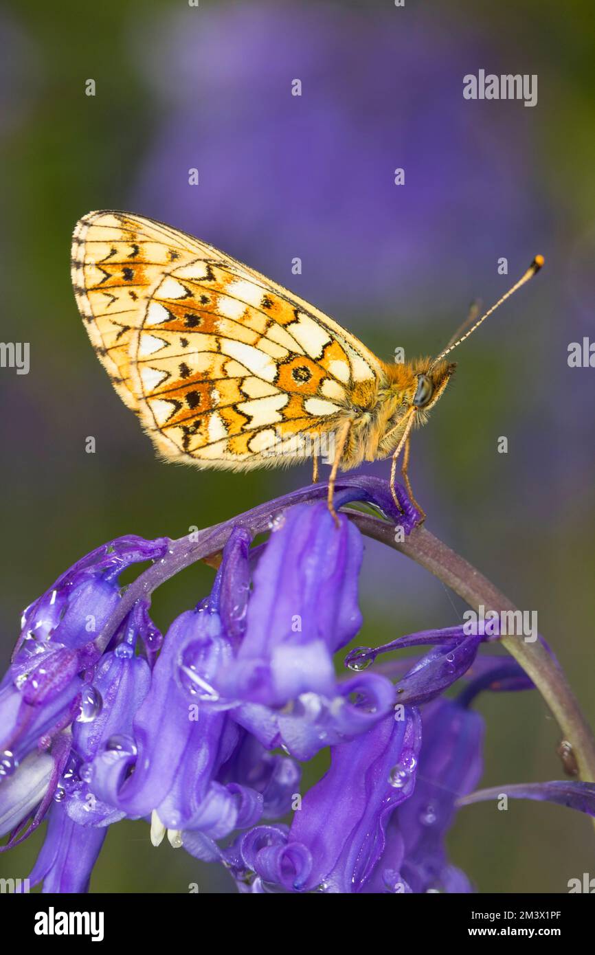 Piccola farfalla fritta bordata dalla perla (Boloria selene) che poggia su un fiore di Bluebell (Hyacintoides non-scripta). Powys, Galles. Maggio. Foto Stock