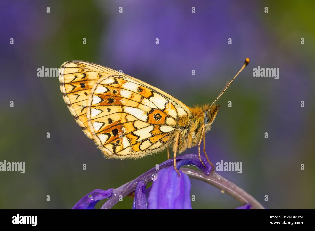 Piccola farfalla fritta bordata dalla perla (Boloria selene) che poggia su un fiore di Bluebell (Hyacintoides non-scripta). Powys, Galles. Maggio. Foto Stock