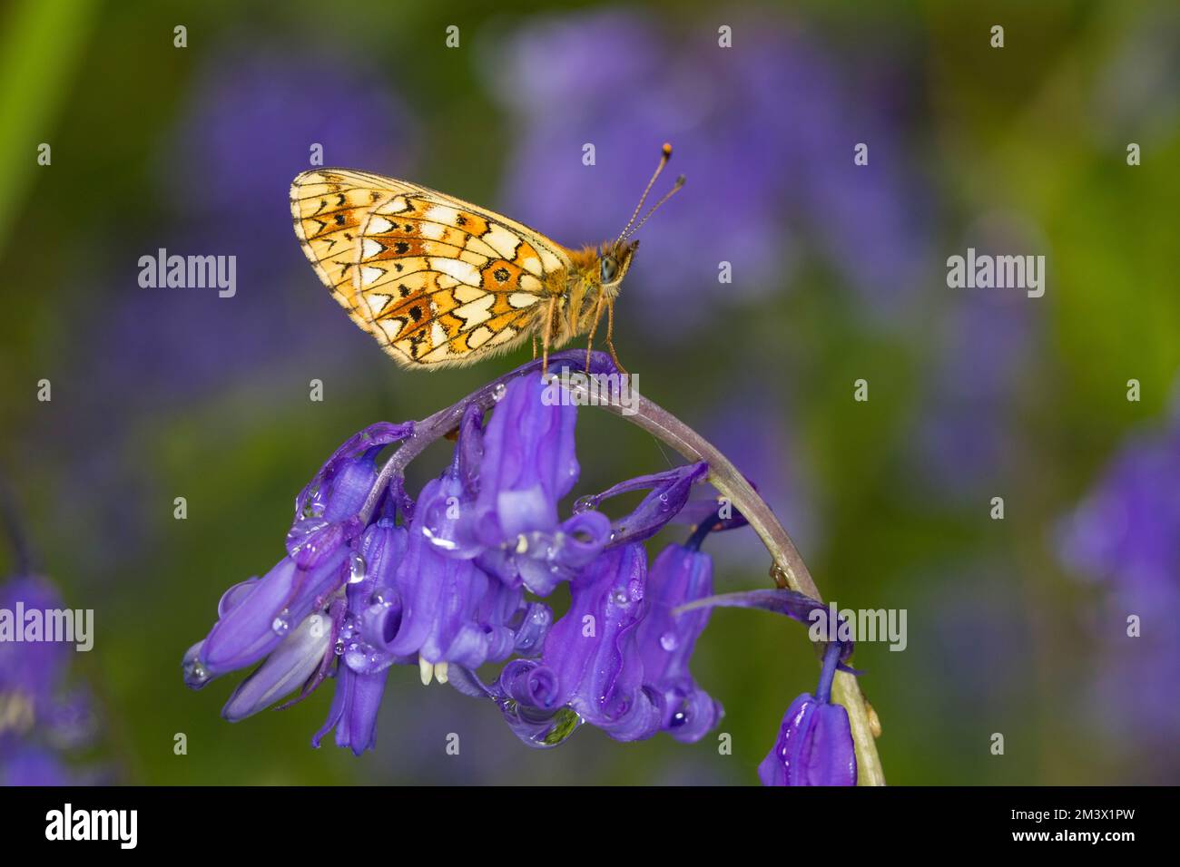 Piccola farfalla fritta bordata dalla perla (Boloria selene) che poggia su un fiore di Bluebell (Hyacintoides non-scripta). Powys, Galles. Maggio. Foto Stock