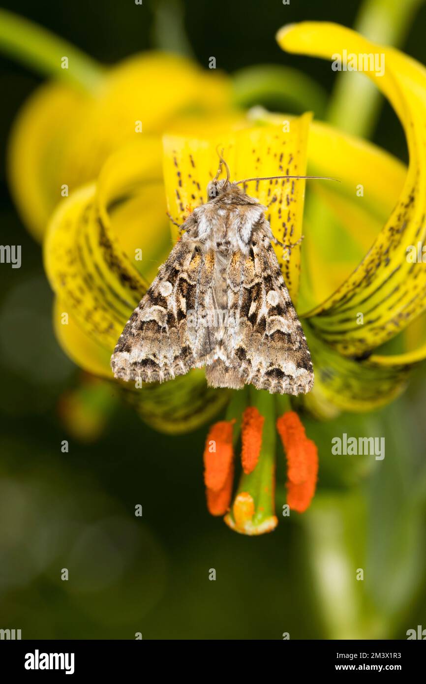 Tawny Shears (Hadena perplexa) falce che riposano su un fiore di giglio dei Pirenei (Lilium pirenaicum) in un giardino. Powys, Galles. Giugno. Foto Stock