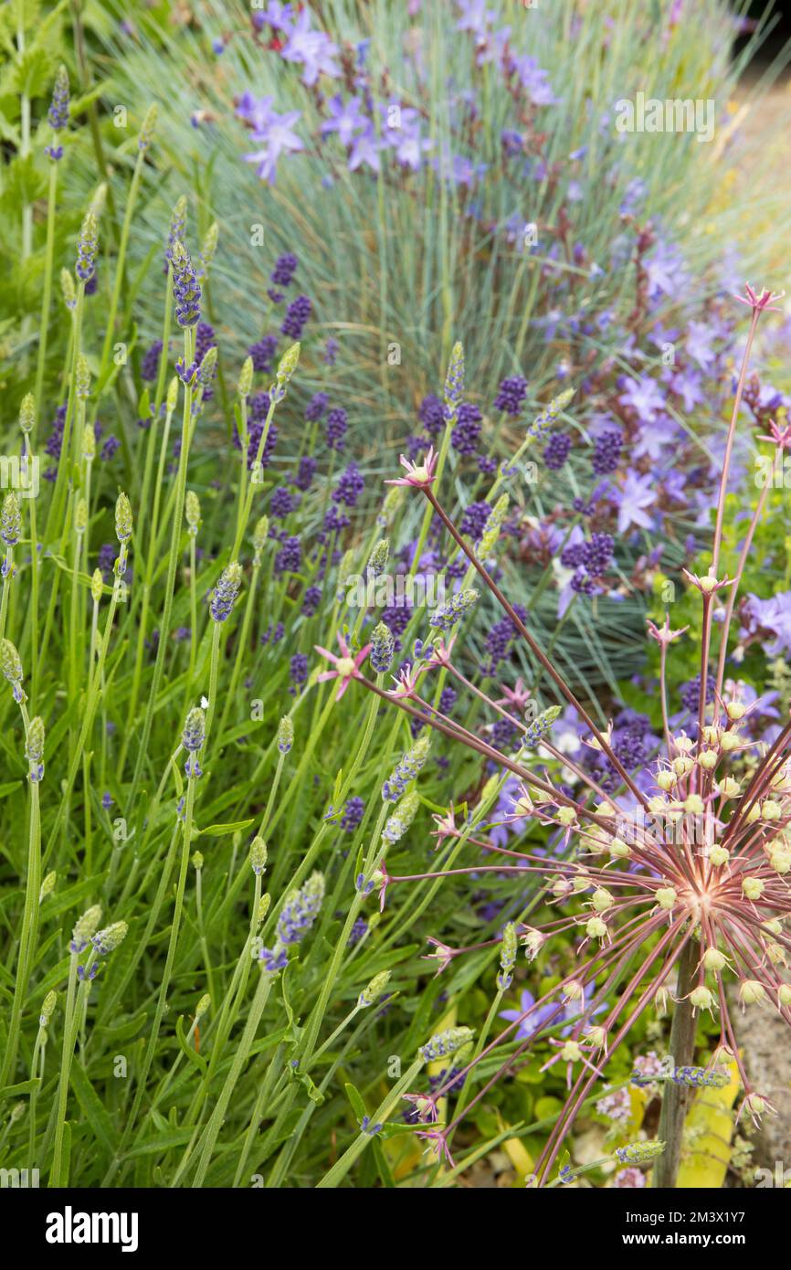 Allium schubertii fiorito tra Lavanda e Campanula in un letto 'Mediterraneo' rialzato in un giardino. Powys, Galles. Giugno. Foto Stock