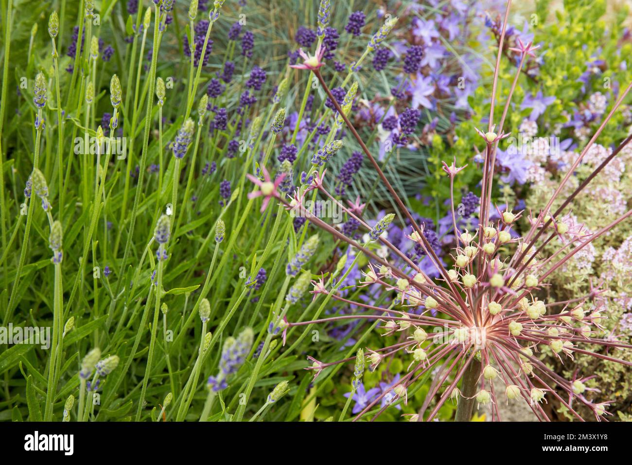 Allium schubertii fiorito tra Lavanda e Campanula in un letto 'Mediterraneo' rialzato in un giardino. Powys, Galles. Giugno. Foto Stock