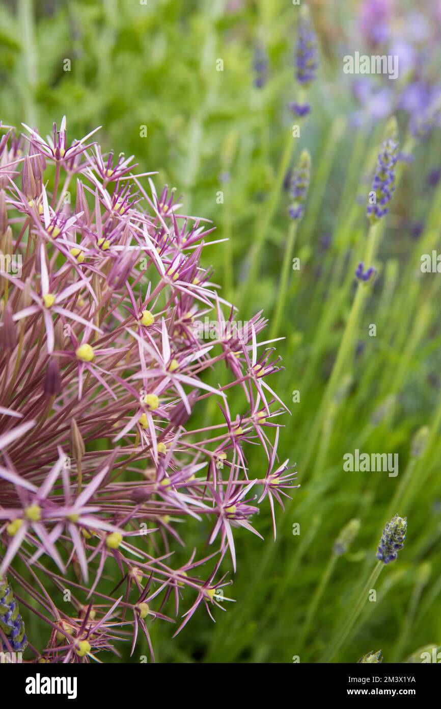 Allium christphii fiorendo tra Lavanda e Campanula in un letto 'Mediterraneo' rialzato in un giardino. Powys, Galles. Giugno. Foto Stock