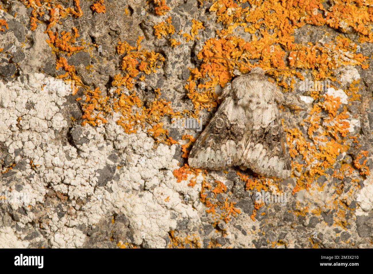 Falena bianca (Hecatera bicolorata) appoggiata su un muro coperto di lichene. Powys, Galles. Luglio. Foto Stock