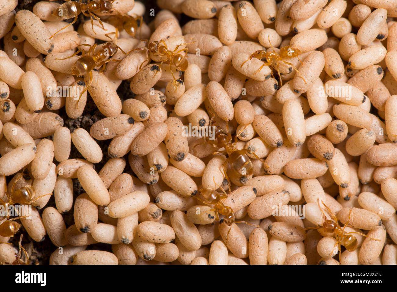 Formica gialla (Lasius flavus) lavoratori e pupae in un nido. Powys, Galles. Luglio. Foto Stock