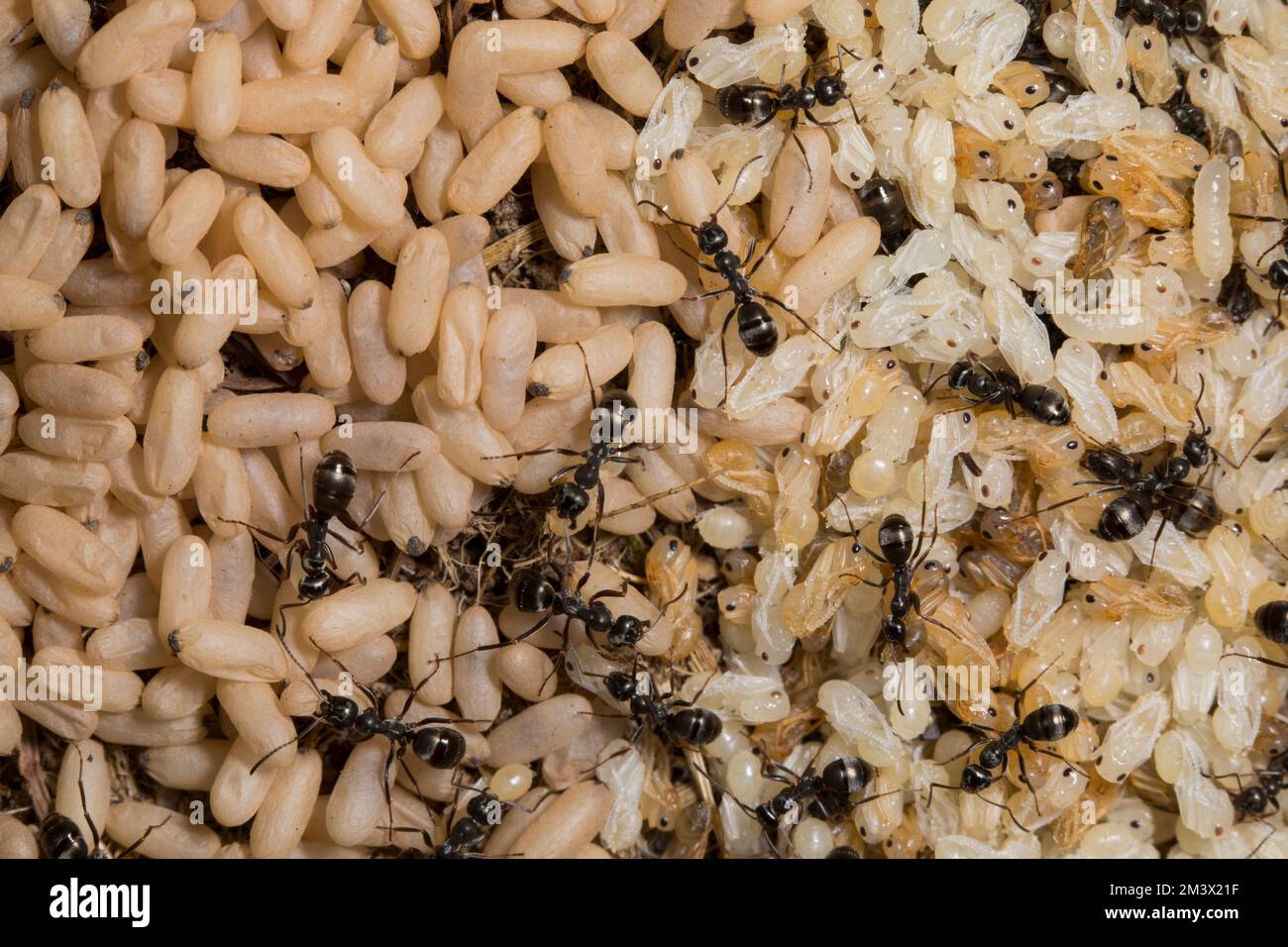 Formiche dusky (Formica fusca) lavoratori con pupae in un nido. Powys, Galles. Luglio. Foto Stock