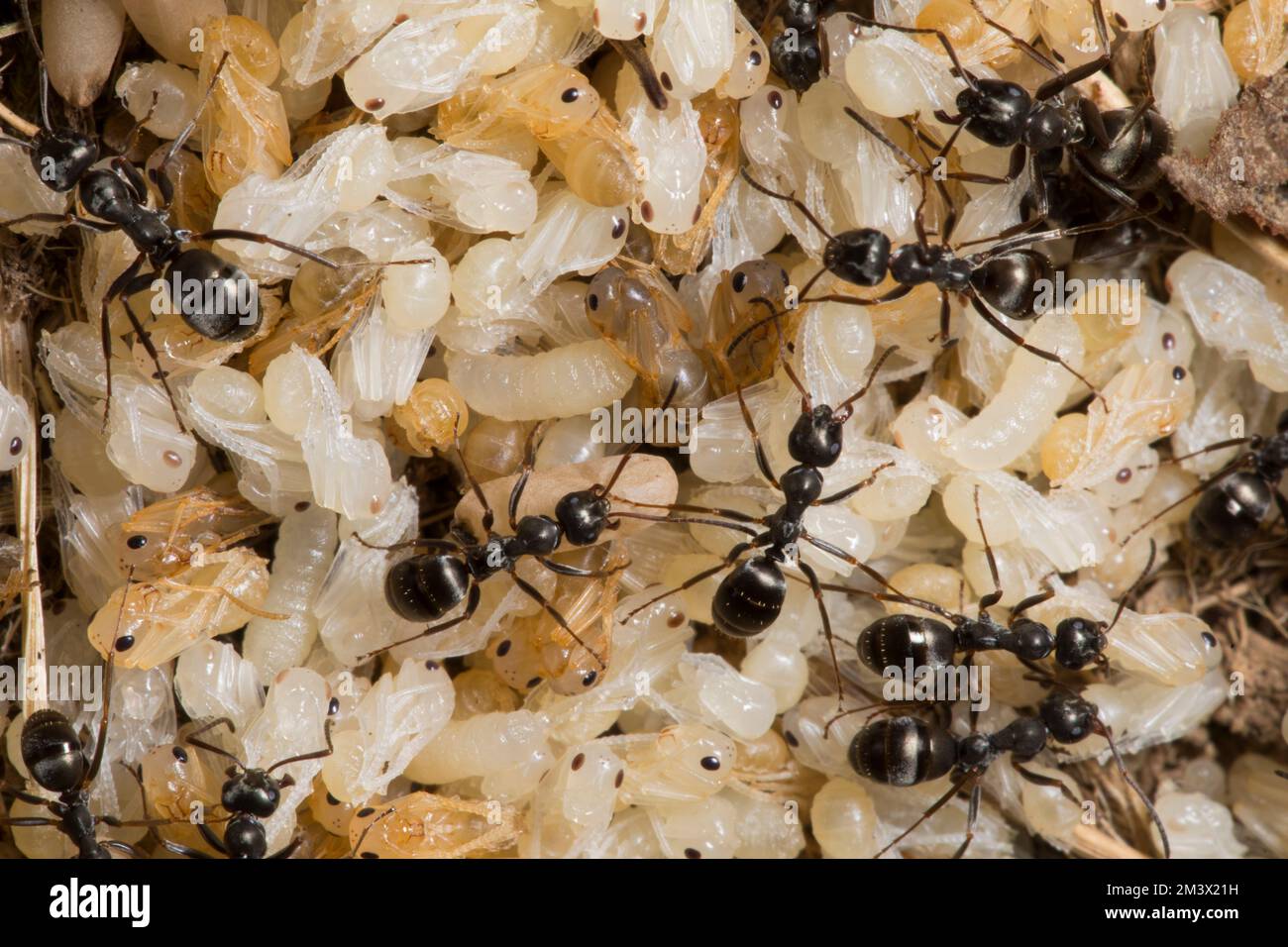 Formiche dusky (Formica fusca) lavoratori con pupae in un nido. Powys, Galles. Luglio. Foto Stock