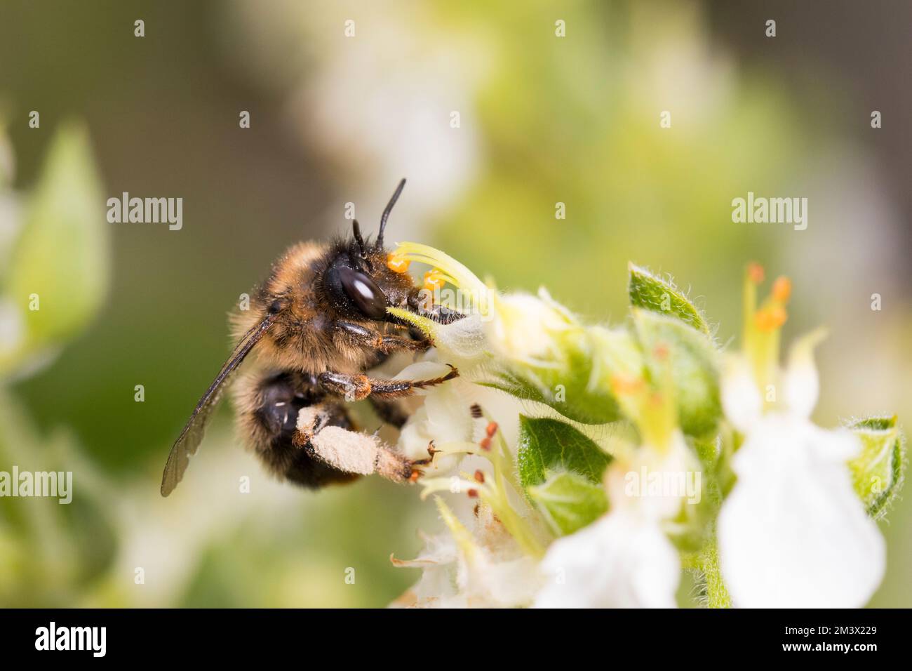 Ape fiore a coda di forchetta (Antrophora furcata) femmina che raccoglie nettare e polline da fiori Teutrium in un giardino. Powys, Galles. Luglio. Foto Stock