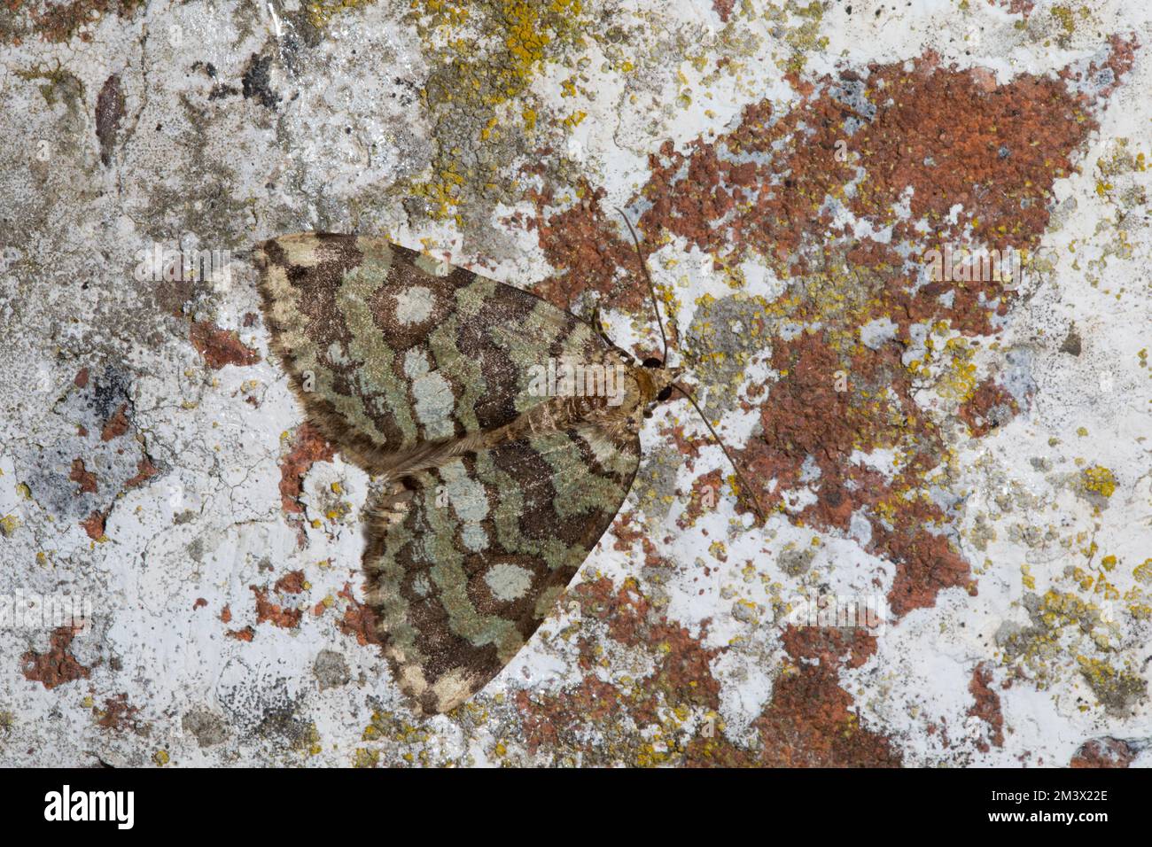 Luglio falò Highflyer (Hydriomena furcata) che riposa su un muro di mattoni. Powys, Galles. Agosto. Foto Stock