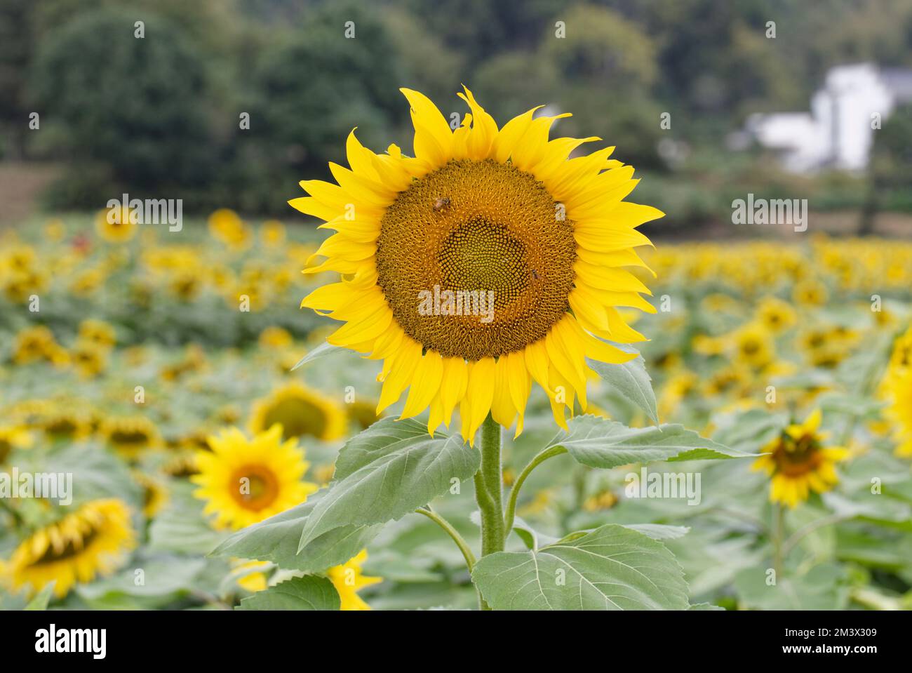 Primo piano di girasole in campo girasole. Foto Stock