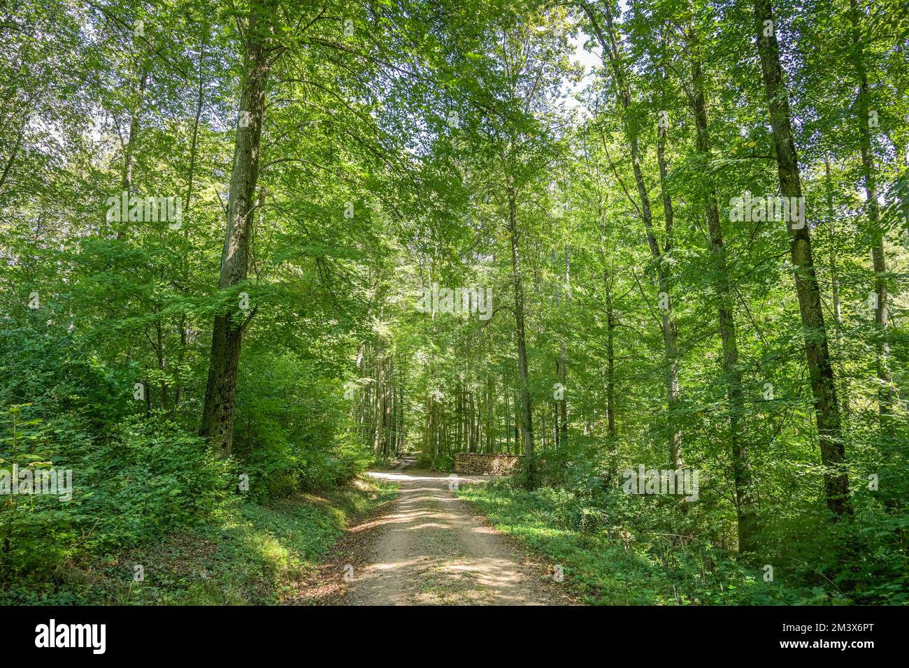 Wald, Wanderweg, Badenweiler, Markgräflerland, Baden-Württemberg, Germania Foto Stock