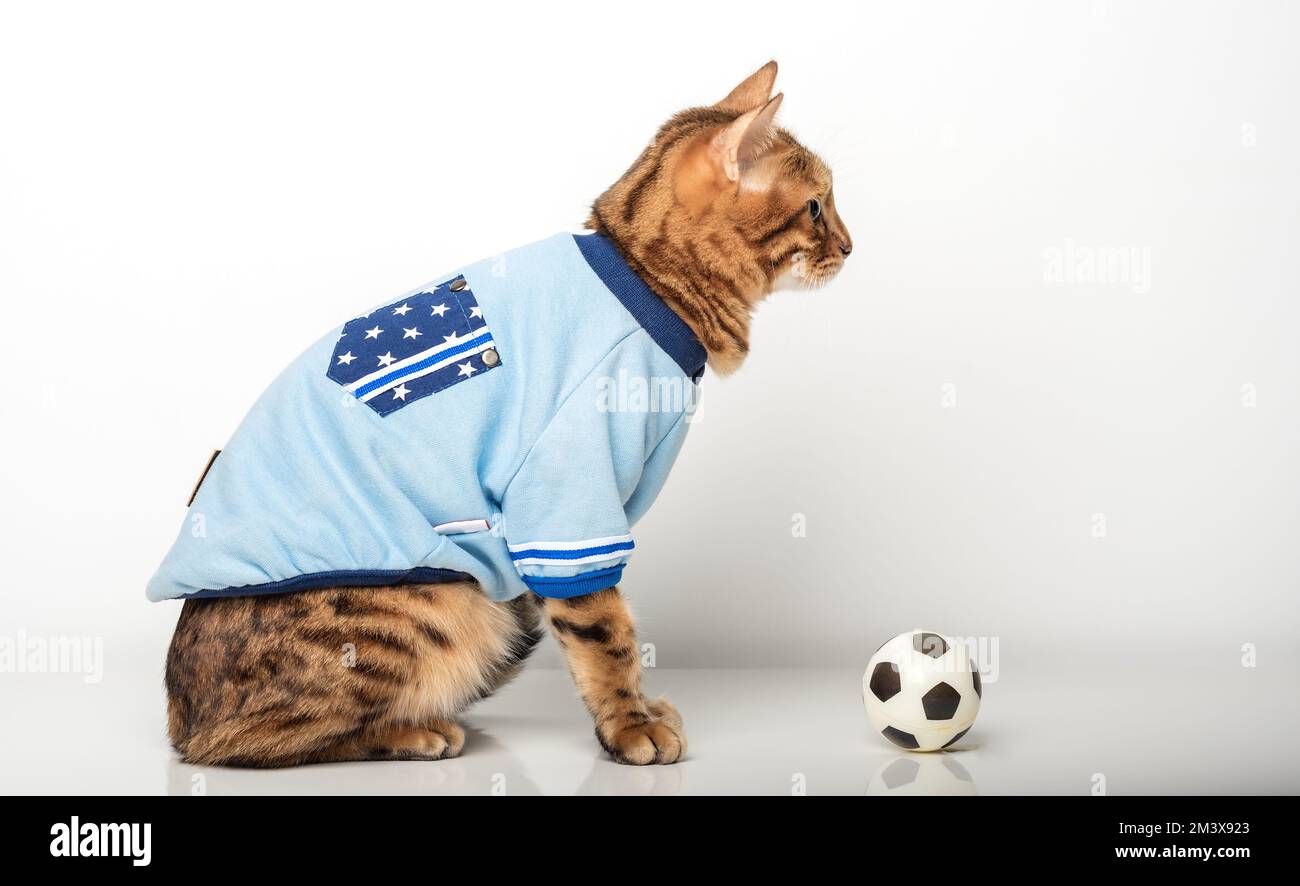 Gatto bengala su sfondo bianco gioca con una palla da calcio. In attesa della Coppa del mondo il concetto di sport, attività fisica e stile di vita sano. Foto Stock