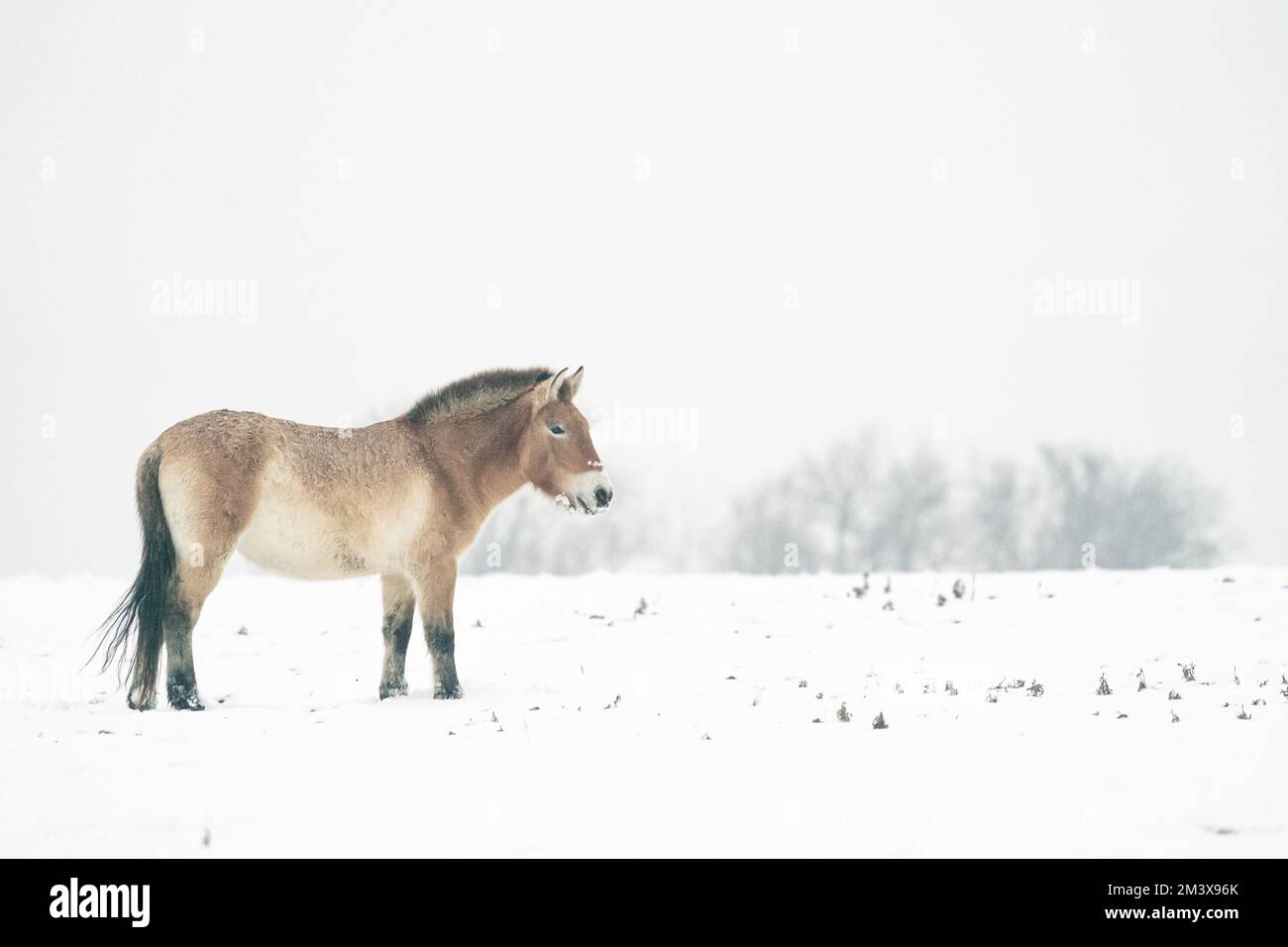 Cavallo di Przewalski in inverno con neve nel paesaggio con alberi sullo sfondo. Cavallo selvaggio mongolo in habitat naturale. Foto Stock