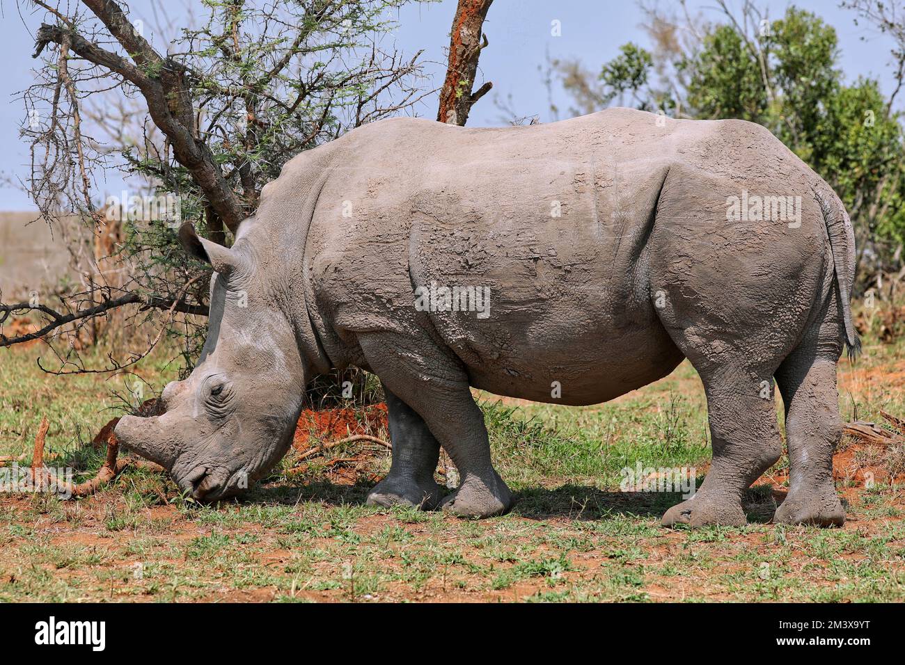 Rinoceronte bianco, Parco Nazionale di Kruger, Sudafrica Foto Stock