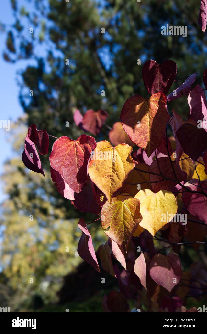 Colore autunnale del fogliame su Cercis canadensis Forest Pansy albero nel giardino britannico ottobre Foto Stock