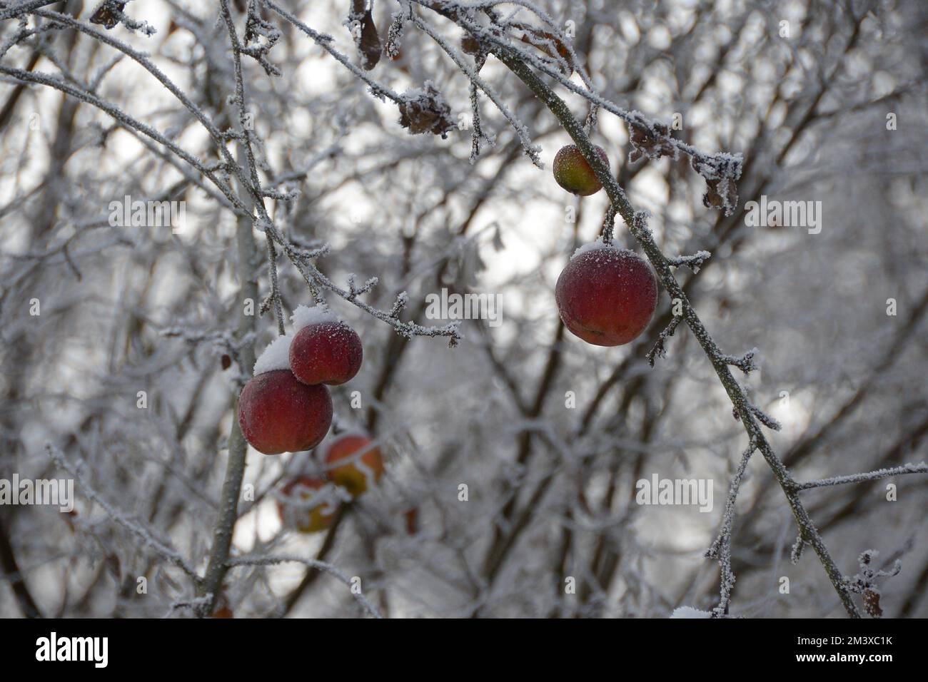 Schnee bedeckte Pfirsiche am Baum im Winter Foto Stock