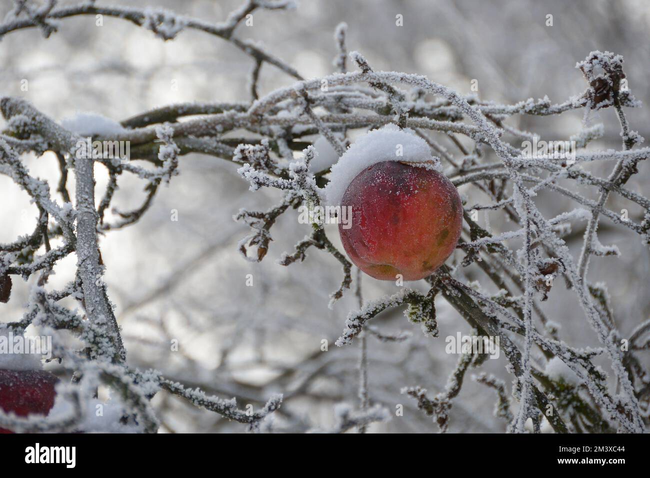 Schnee bedeckter Pfirsich am Baum im Winter Foto Stock