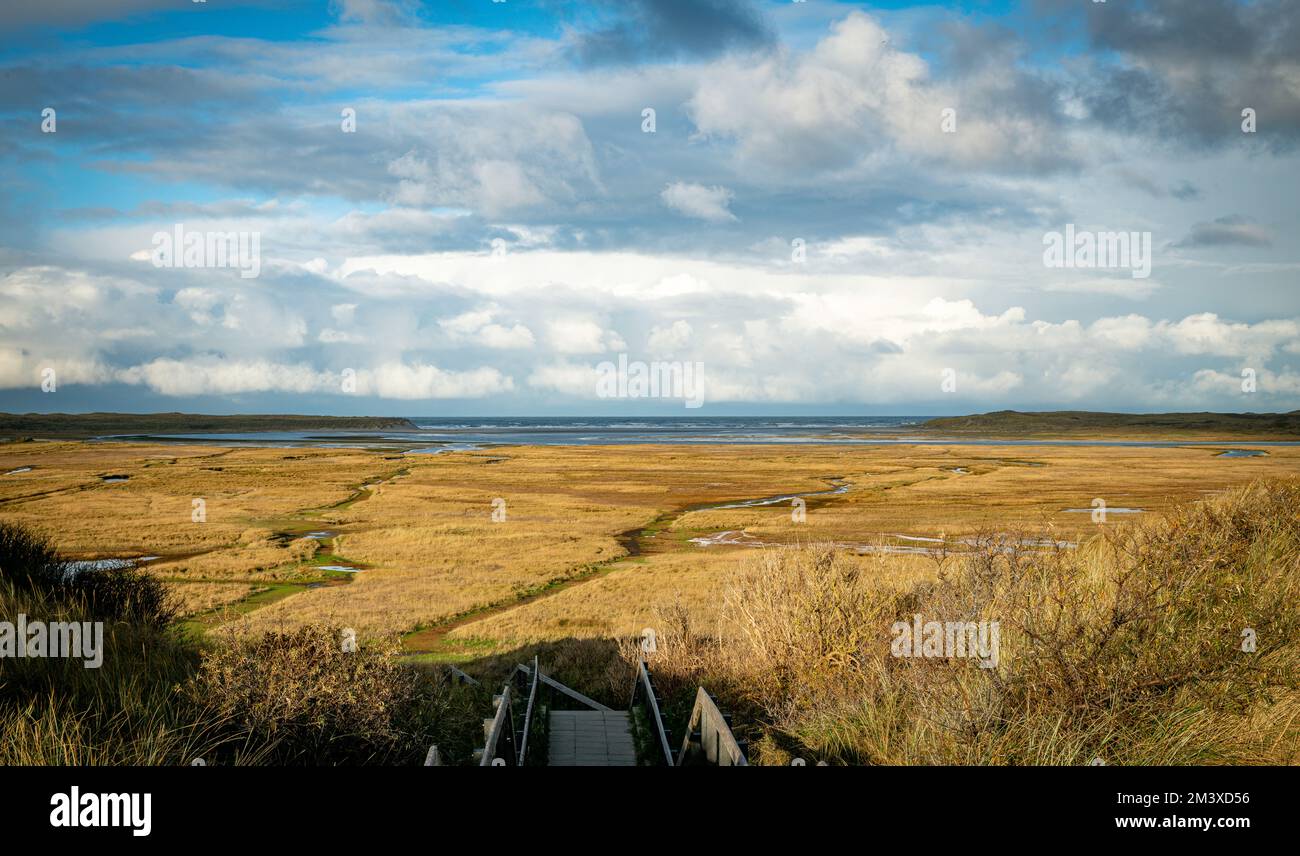 la zona natura chiusa del texel isola Foto Stock