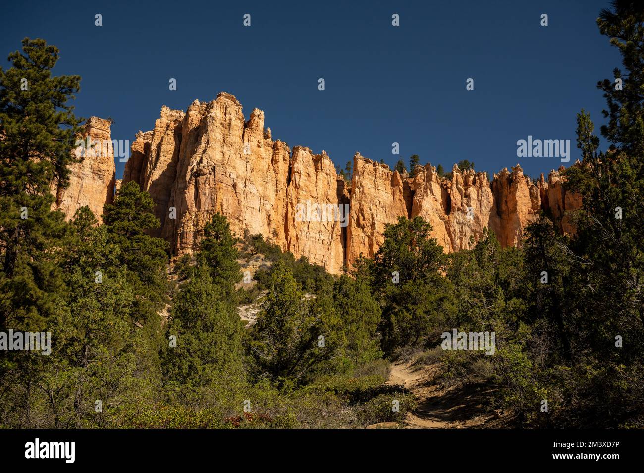Guardando fino a una parete arancione di Hoodoos da sotto il Rim nel Bryce Canyon National Park Foto Stock