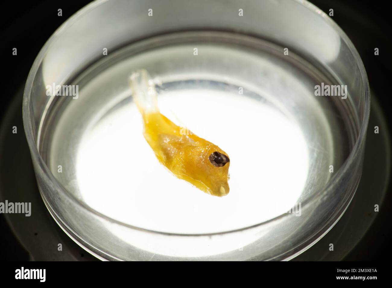Analisi del campione di pesce in ambiente di laboratorio Foto Stock