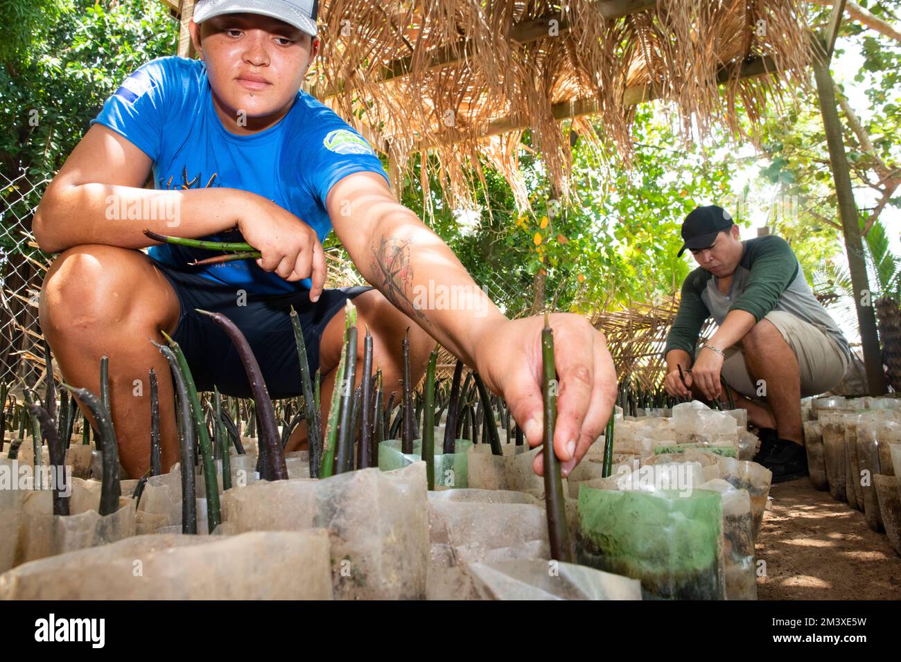 Biologo marino piantando una mangrovia in una pentola della stanza dei bambini Foto Stock