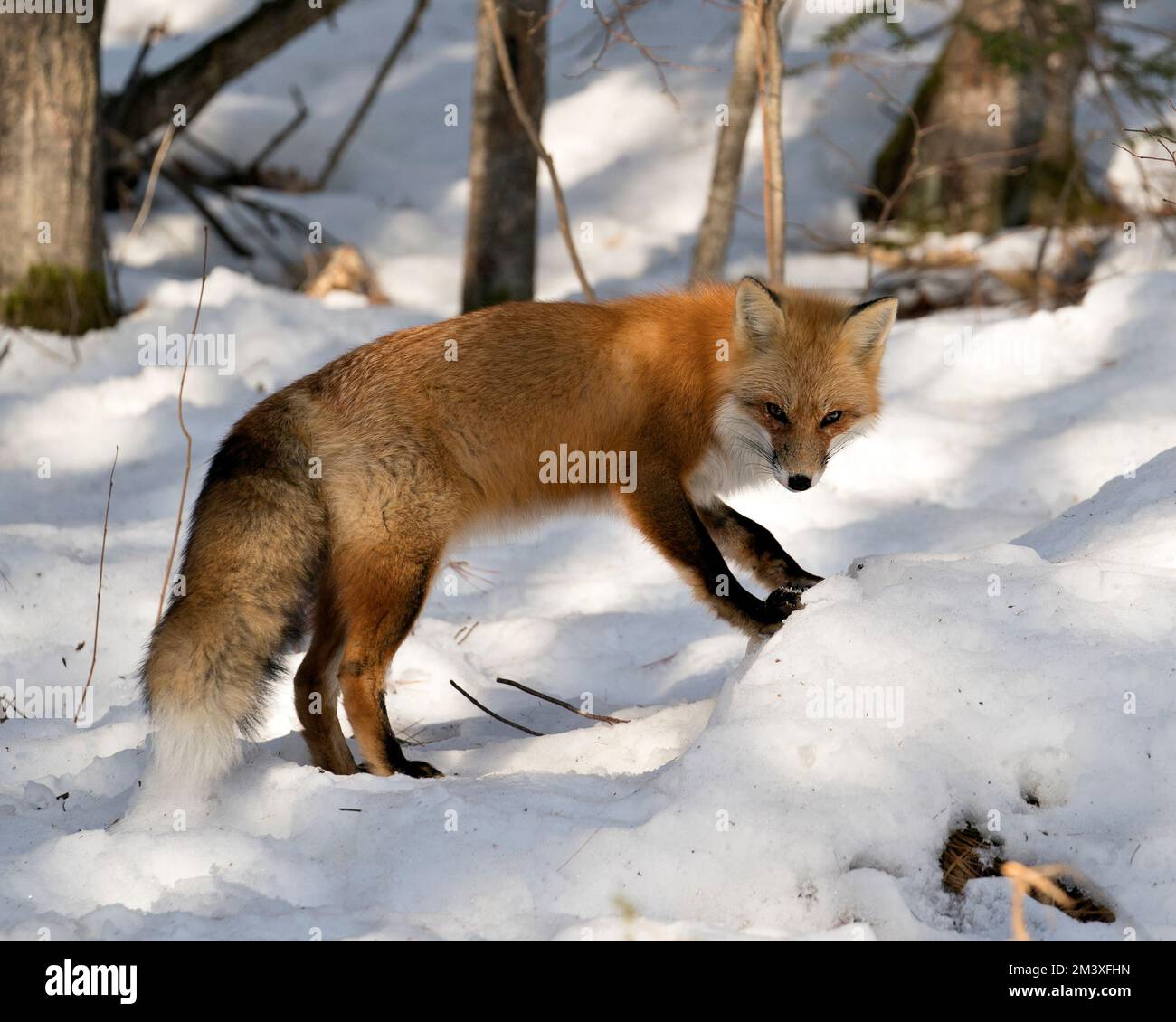 Primo piano della volpe rossa che guarda la telecamera nella stagione invernale nel suo ambiente e habitat con lo sfondo della foresta innevata con vista laterale, coda della volpe. Foto Stock
