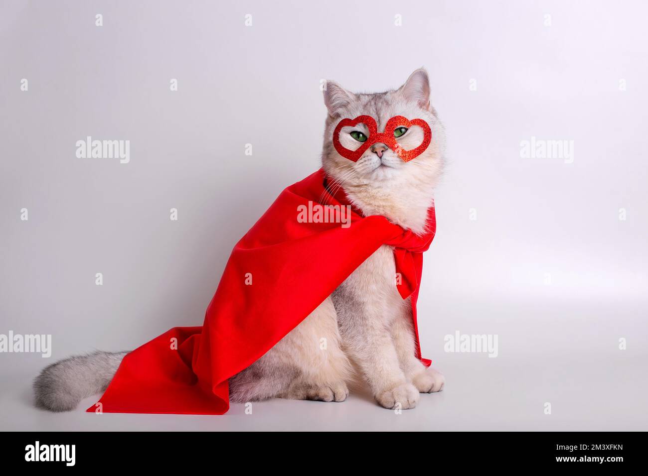Un gatto bianco siede su sfondo bianco in una maschera rossa sotto forma di cuori e di un mantello rosso. Foto Stock