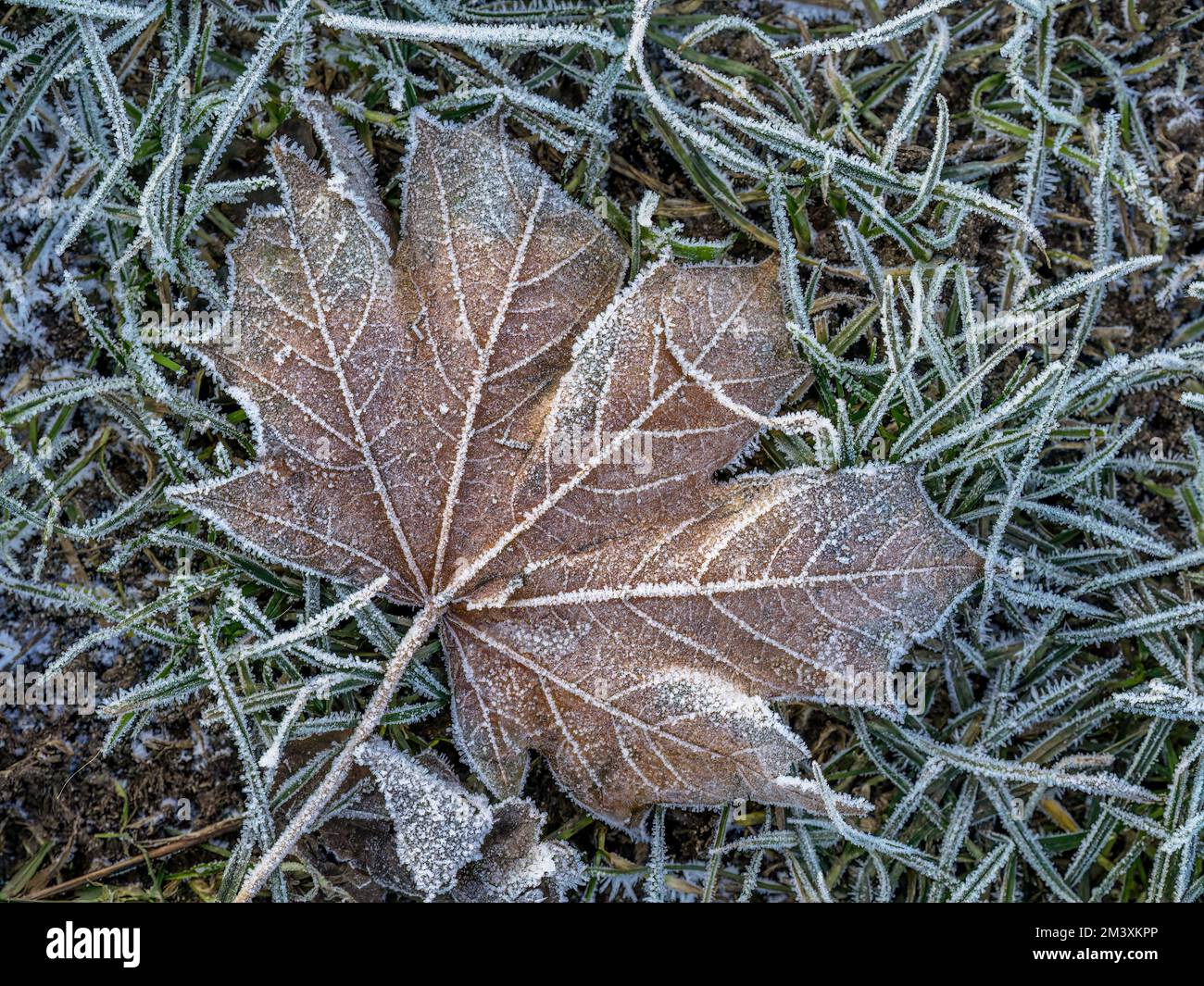 Foglia con gelo. Foto Stock