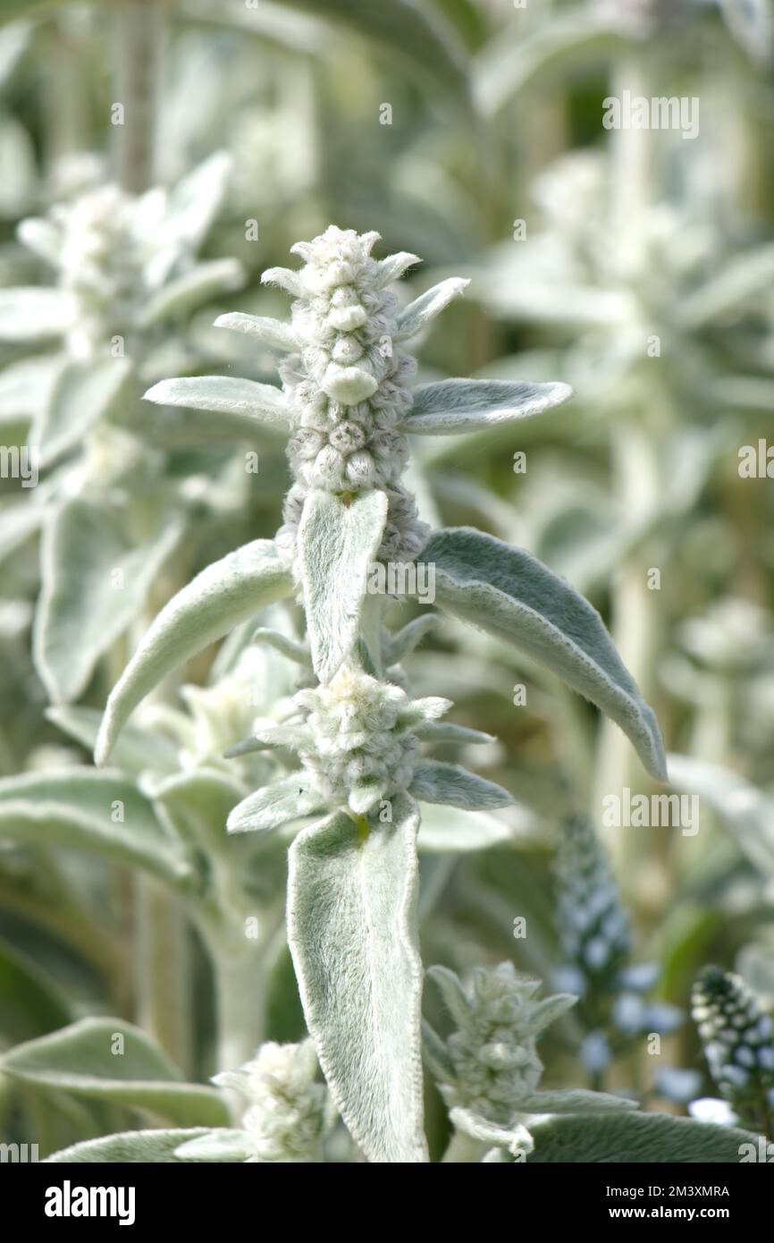 Vista ravvicinata della pianta dell'orecchio di un agnello con foglie morbide e vellutate e una punta di fiore in un giardino. Foto Stock