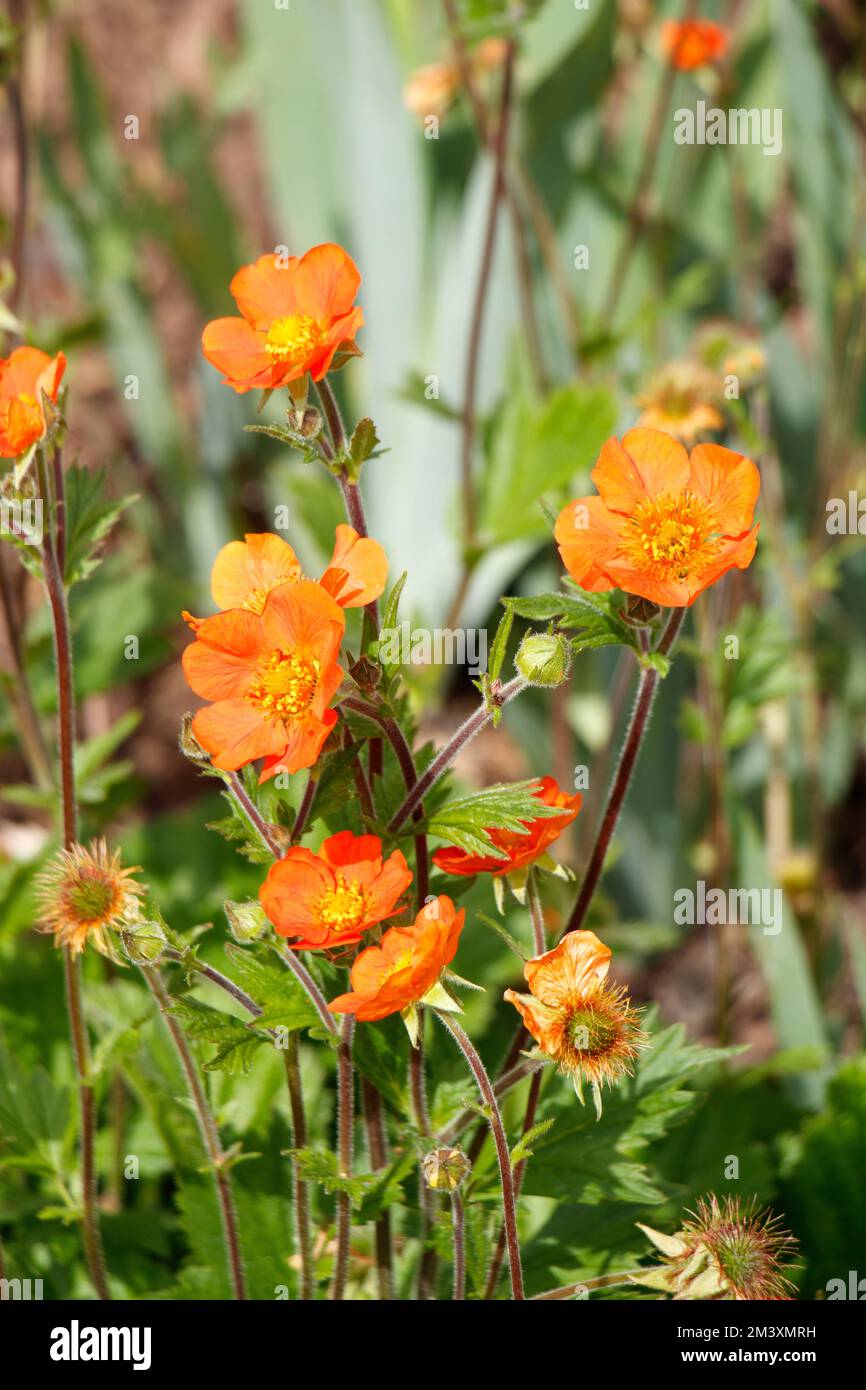 Fiori di geum arancio che fioriscono in un giardino e nella natura Foto Stock