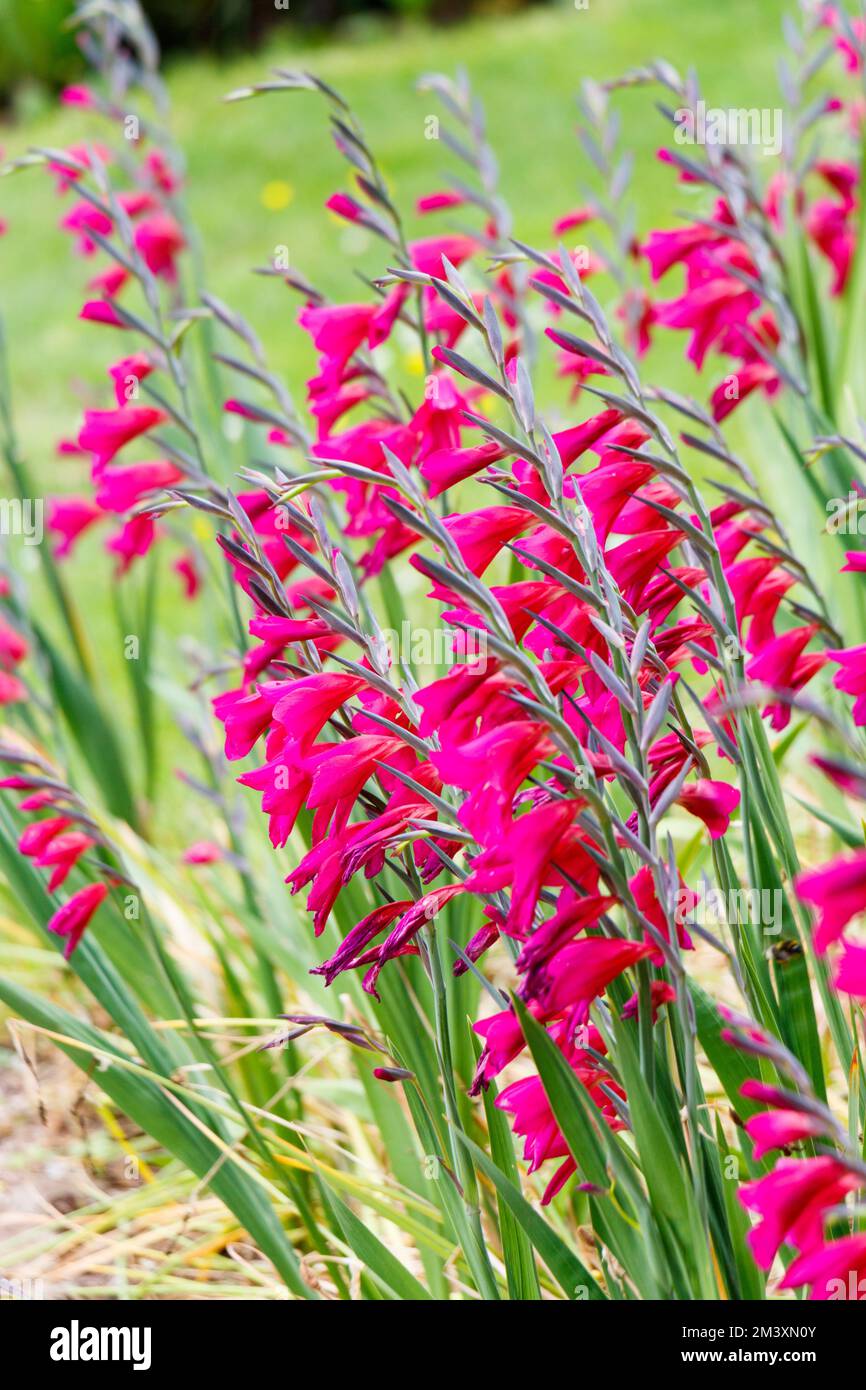 fiori di gladiolo rosa Foto Stock