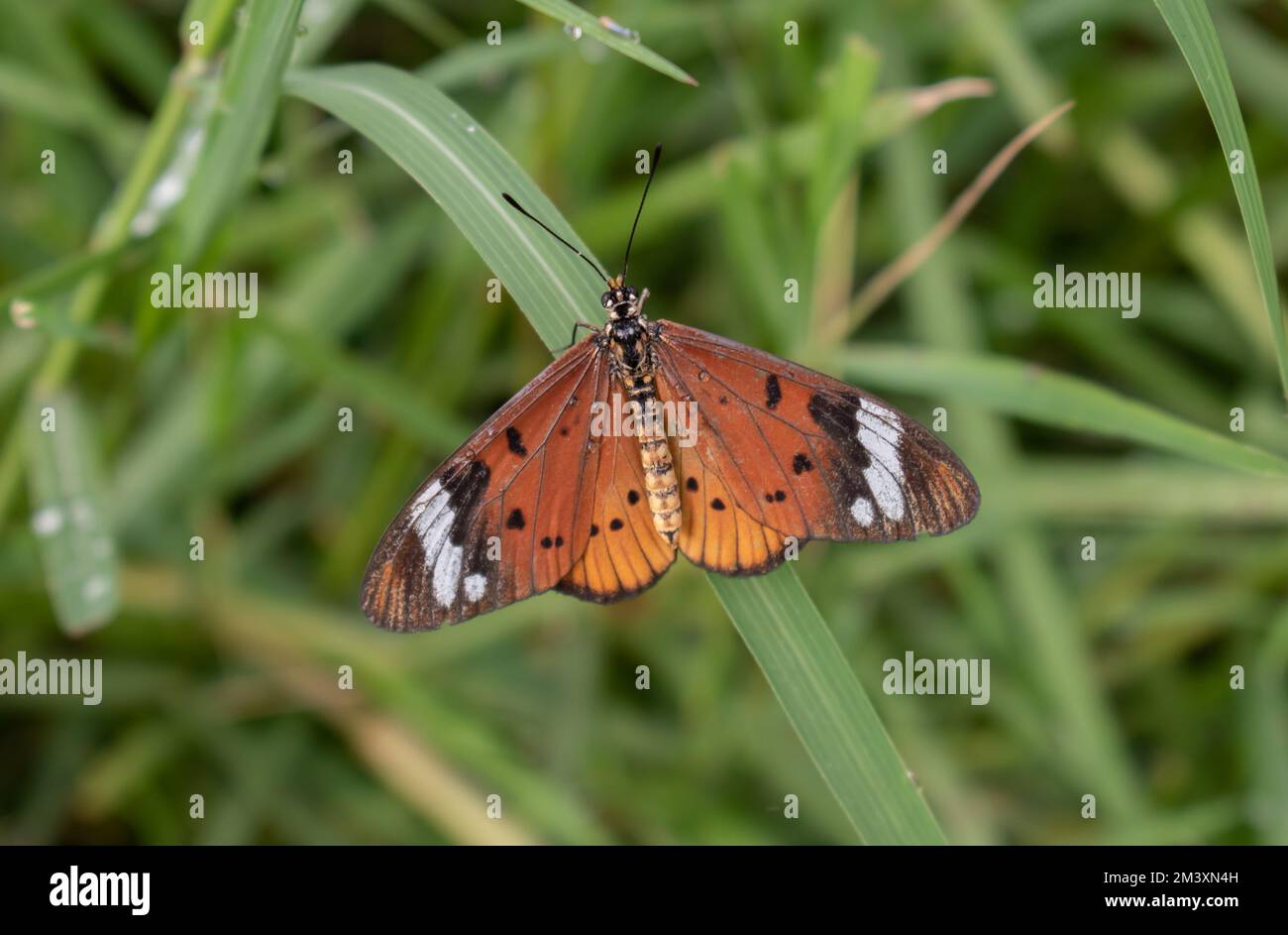 Acraea comune (Acraea Encedon) Foto Stock