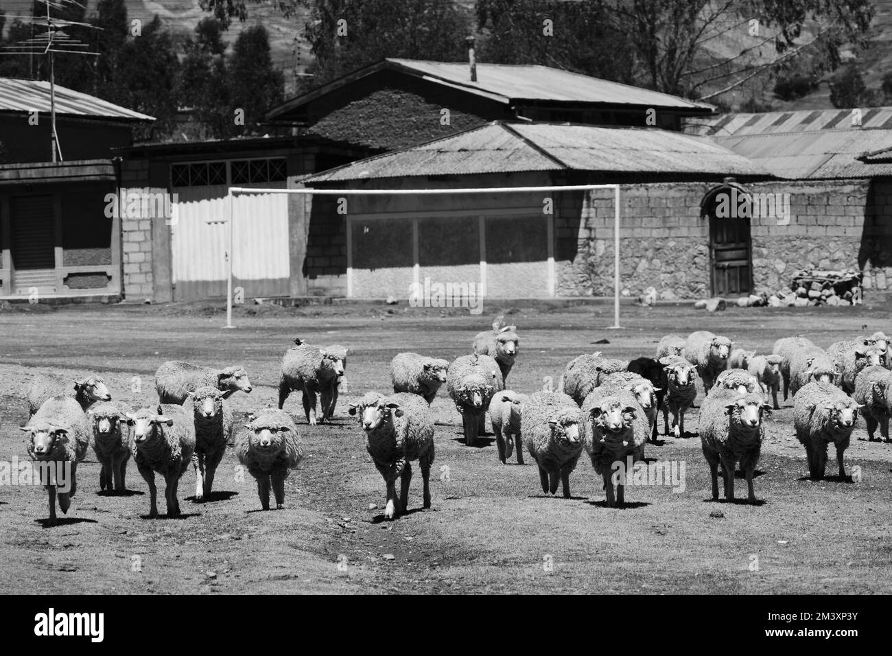 Pecore (Ovis orientalis aries) gruppo di pecore che camminano attraverso il villaggio mentre pascolano e camminano verso la montagna Foto Stock