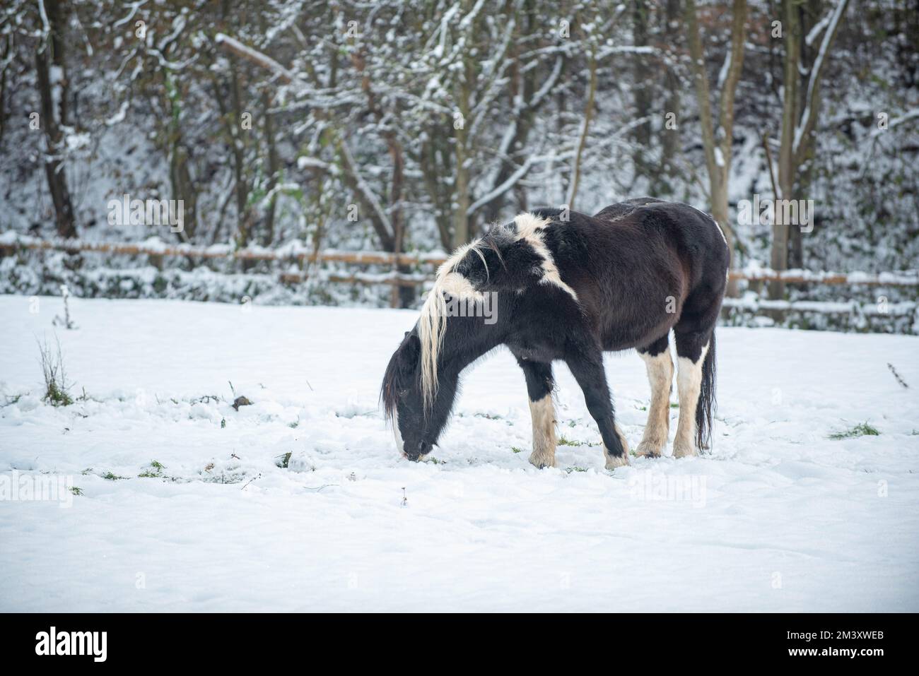 Cavallo nel paddock di neve pascolo Foto Stock