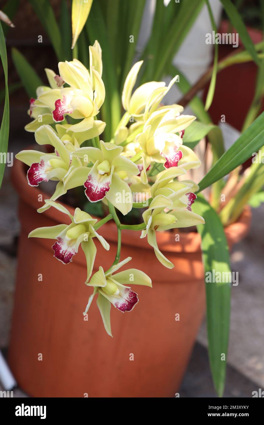 Orchidea Cymbidium naturale. Giallo Cymbidium barca fiori orchidee con petali rosso patinato a giallo labbro Foto Stock