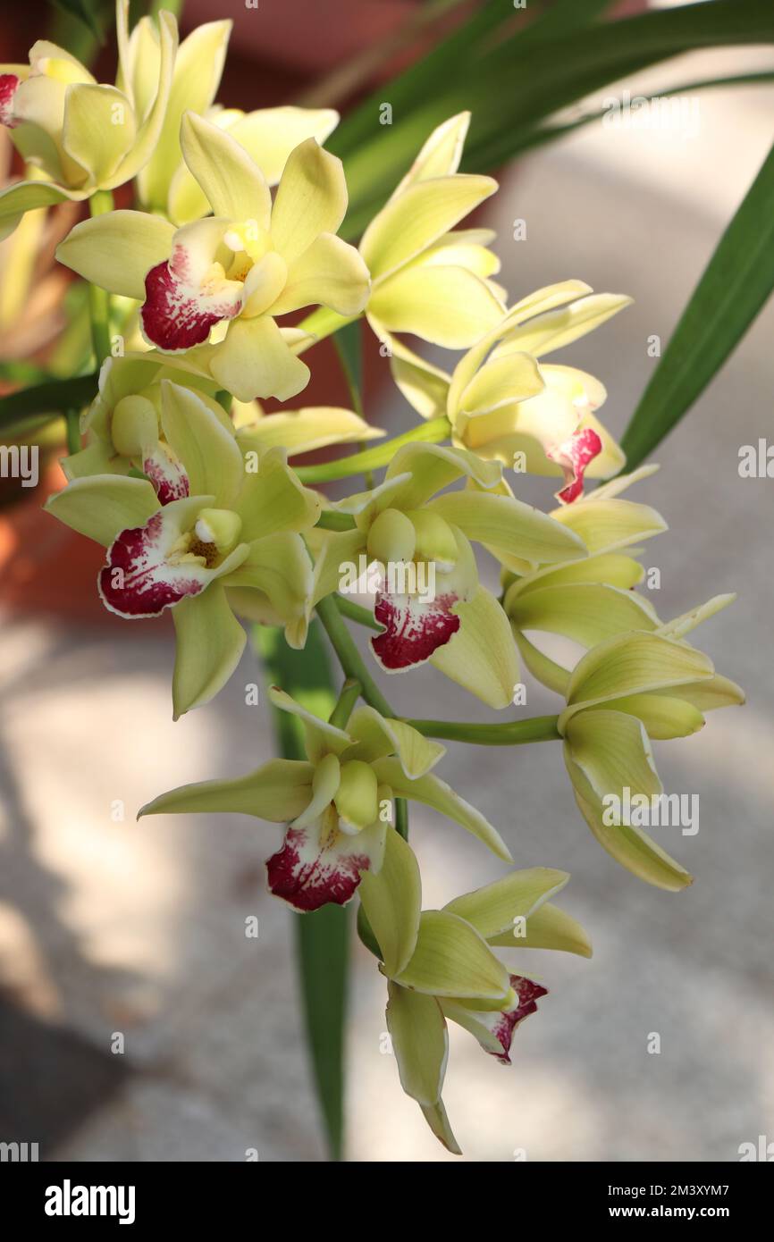 Orchidea Cymbidium naturale. Giallo Cymbidium barca fiori orchidee con petali rosso patinato a giallo labbro Foto Stock