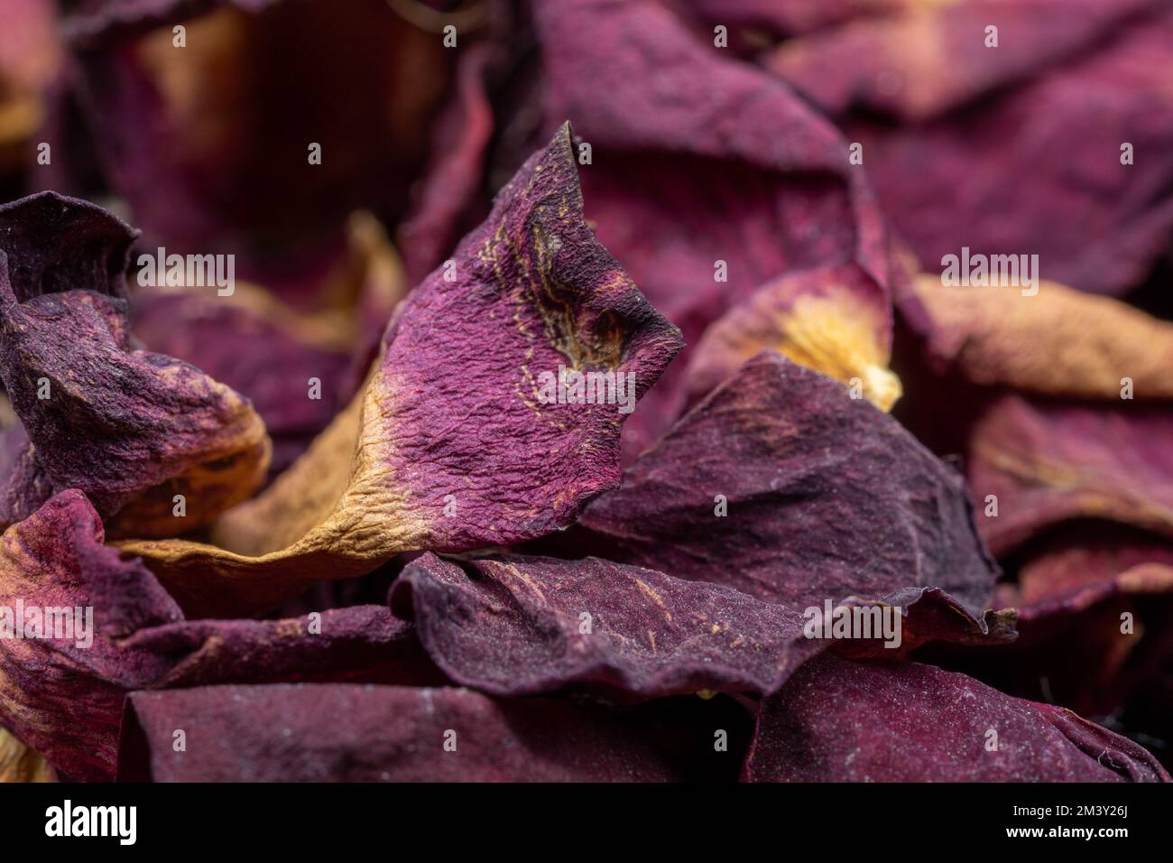 Macro di vecchi petali di rosa essiccati - motivo di superficie Foto Stock