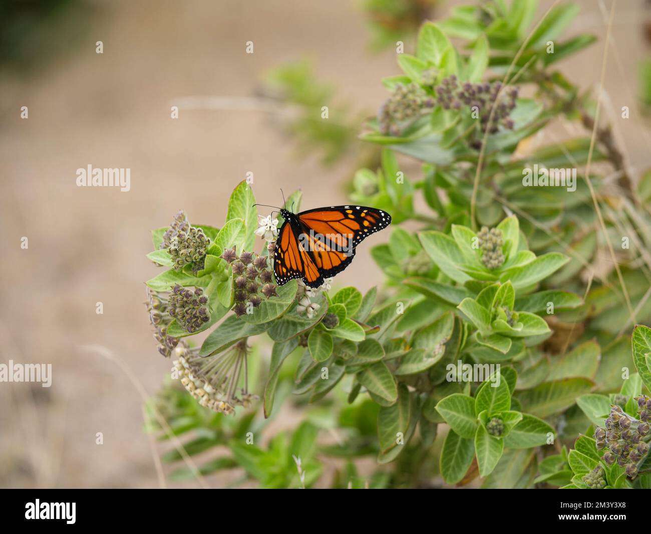 Farfalla appollaiata sulle foglie Foto Stock