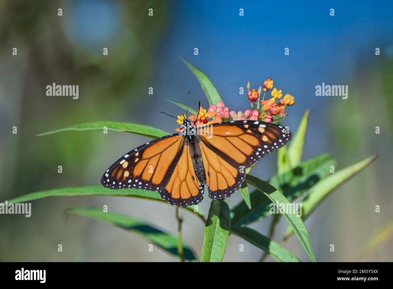 Maschio Monarch Butterfly nutrire su Milkweed tropicale in Louisiana Garden Foto Stock