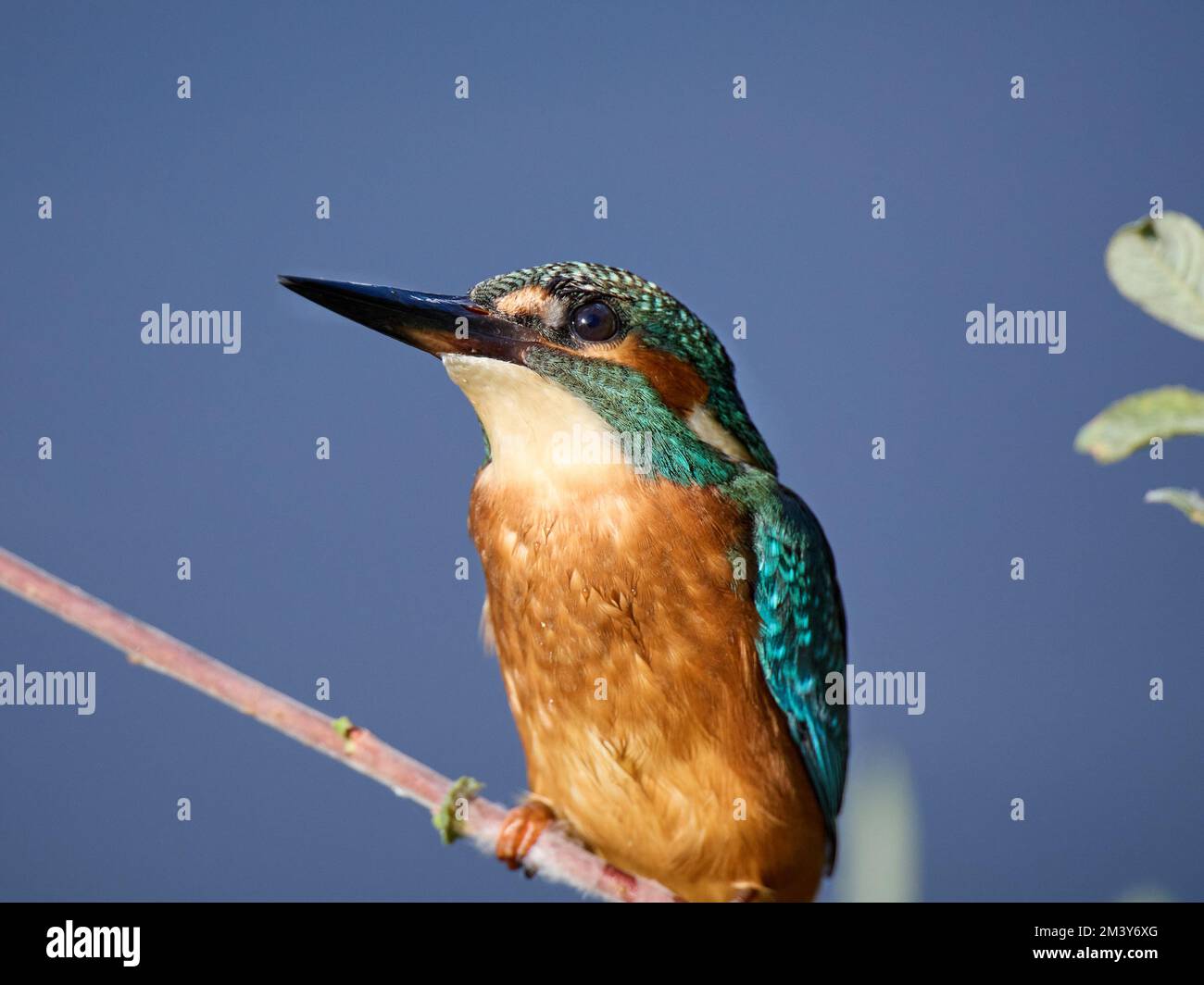 Primi piani Kingfisher UK Foto Stock