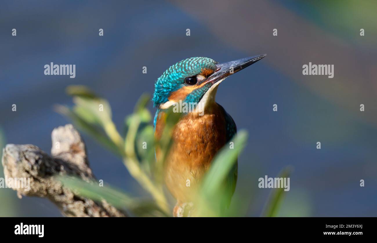 Primi piani Kingfisher UK Foto Stock