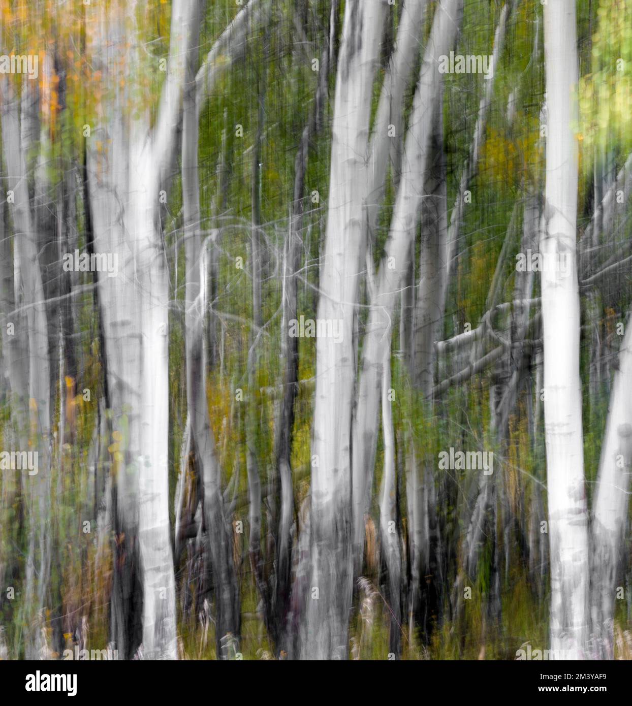 WY05213-01....WYOMING - nel movimento della macchina fotografica (ICM) degli alberi di aspen nel Parco Nazionale di Grand Teton. Foto Stock