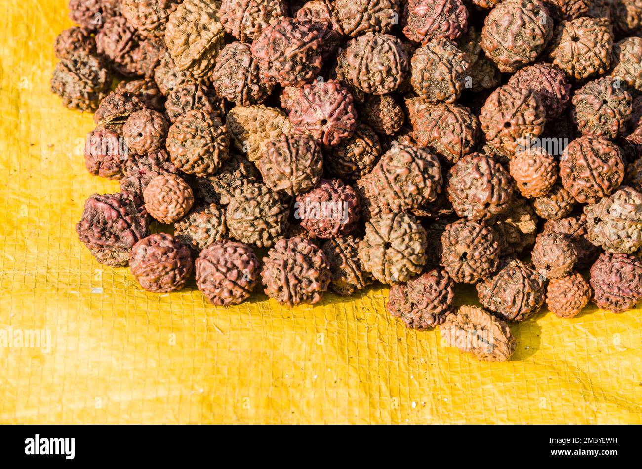 Rudrakh, semi di alberi, utilizzati per rituali religiosi a Sangam, la confluenza dei santi fiumi Ganges, Yamuna e Saraswati Foto Stock