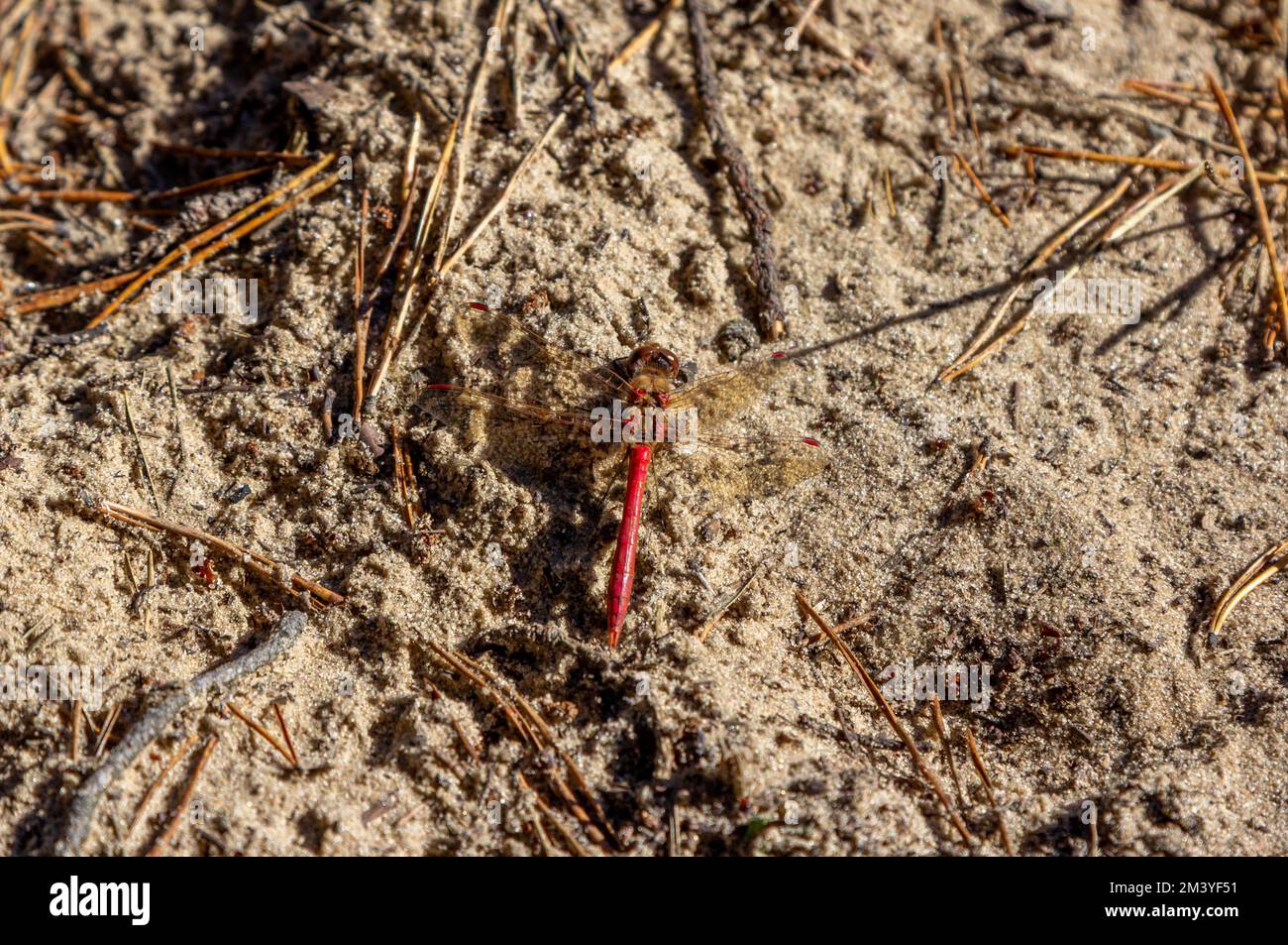 Primo piano libellula con corpo rosso e ali trasparenti sulla sabbia Foto Stock