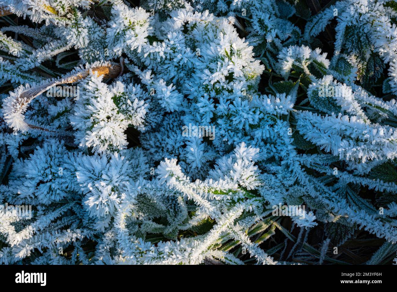 Erba, canne e foglie sono ricoperte di rima sotto forma di aghi di ghiaccio Foto Stock