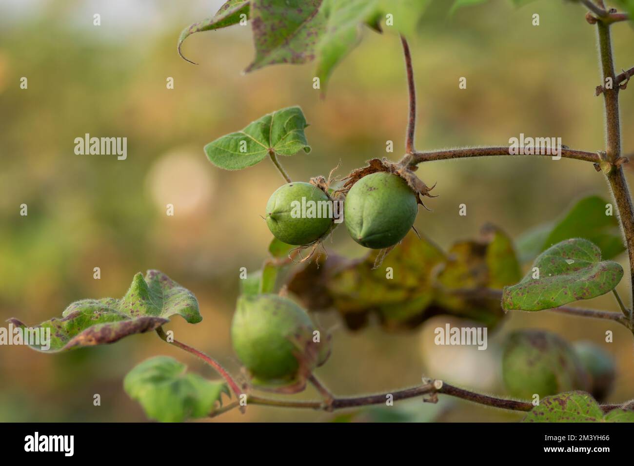 Bastoncini di cotone immaturi in coltura su pianta nel campo agricolo cotone. Messa a fuoco selettiva utilizzata. Foto Stock